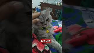 Si Manja namaku ABOE song kucinglucuimut lagukucing [upl. by Redlac136]