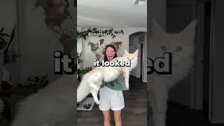 She Recorded The Growth Of Her Mainecoon 😱😂 [upl. by Abran]