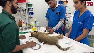 Jungle Cat Treatment at Jivdaya Charitable Trust  JCT  Wildlife  Animal Welfare  NGO  Ahmedabad [upl. by Reinar]