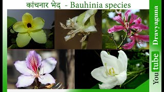 कांचनार भेद Kanchanaar types Bauhinia variegata B racemosa B purpurea B acuminata B tomentosa [upl. by Mallis164]