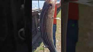 Captura de Striped viralvideo viralnow fishing gorisfishing [upl. by Chane603]