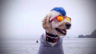 Pups Compete for Top Dog at World Dog Surfing Championships [upl. by Roderigo434]