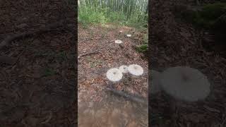 Parasol mushroom Macrolepiota procera [upl. by Ongineb232]