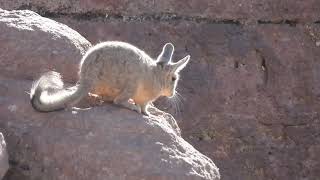 Viscacha in Bolivia [upl. by Neeroc8]