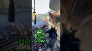 ЛАВАиНАФАНЯ Верим в чудеса 🐺🐾🐈 LAVA Germani shepherd👍 [upl. by Papst390]