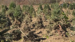 Guilford County lends support to Avery County Christmas Tree farm struggling after Helene [upl. by Nilyram62]