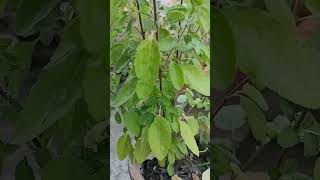 Tulsi ji trending kaushal garden ytshorts ytviral yt ytshort ytshortsindia trendingshorts [upl. by Eelreveb]