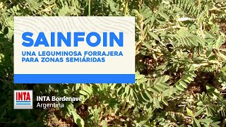 Sainfon una leguminosa forrajera para el sudoeste bonaerense [upl. by Bidget]