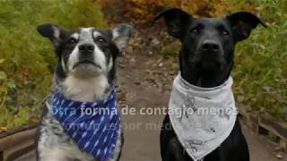 Erliquia en perros síntomas y tratamiento [upl. by Laurita]