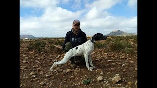 Chasse au maroc pointer anglais [upl. by Pennington]