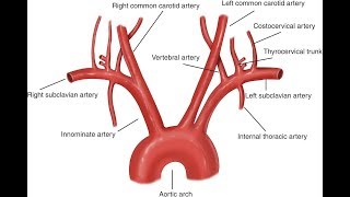 Aorta And Its Branches Anatomy [upl. by Nylareg349]