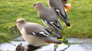 Bohemian Waxwings Feeding on Apples  Fair Isle [upl. by Adnalro669]