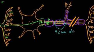 Part 7b  Graded and Action Potentials [upl. by Enyawd]