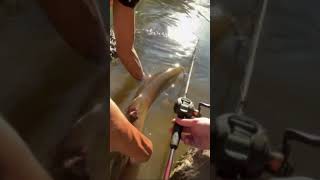 Musky release vid🎣￼ fishingdaily fishing muskyfishing livebaitfishing bigfish god outdoors [upl. by Weisler]