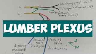 LUMBER PLEXUS  Anatomy 👍 [upl. by Sidnarb]