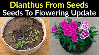 Dianthus Flower From Seeds To Flowering Update  How To Grow Dianthus Plant at Home in Pot [upl. by Alilak]