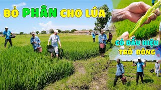 Linh Philip  Lúa Đã Có Đòng Khẩn Trương Bón Thúc Đòng Cho Lúa Tại Việt Phi Farm [upl. by Strep929]