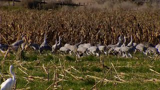 Merced National Wildlife Refuge [upl. by Thorncombe]