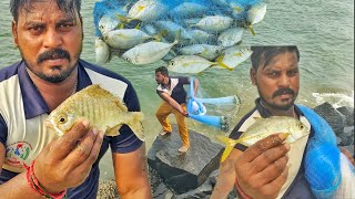 Net fishing Catching Silver Biddy fishes and Yellow Trevally fish in seashore [upl. by Buck]