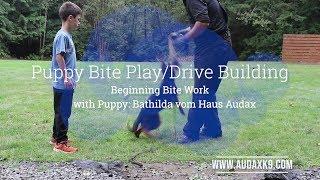 PreTeething Puppy Bitework and Drive Building [upl. by Novad663]