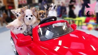 Cute Chihuahua Dogs Driving a Car and Playing [upl. by Ignatz]