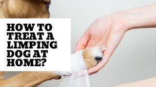 How to Treat a limping dog at home [upl. by Jasik]