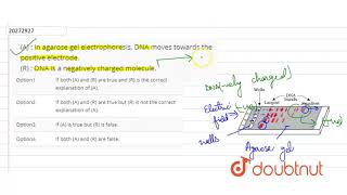A  In agarose gel electrophoresis DNA moves towards the positive [upl. by Lister]