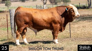 Lot 25  SHIILOH TOM THUMB [upl. by Eiramesor]