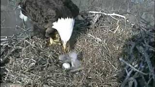 Decorah Eagles  Mom feeding the babies  April 03 2011 [upl. by Attenat]