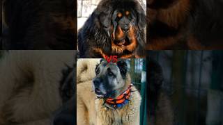 Kangal dog vs tibetan mastiff vs Caucasian shepherd vs alabai vs Alaskan Malamute like shorts [upl. by Eidnyl724]