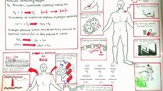 Reactive Oxygen Species and oxidative stress [upl. by Bohlin]