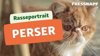 Perser Katze Rasseportrait  FRESSNAPF [upl. by Gnilrets]