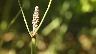 EQUISETUM LAEVIGATUM [upl. by Lucine]