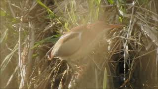 Least Bittern Colonel Sam Smith Toronto May 2 2024 [upl. by Tohcnarf]