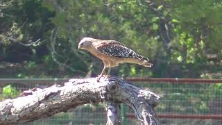 RED SHOULDERED HAWK hawk birdsofprey raptor [upl. by Alled]