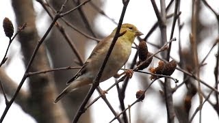 American Goldfinch in winter plumage [upl. by Roxine]