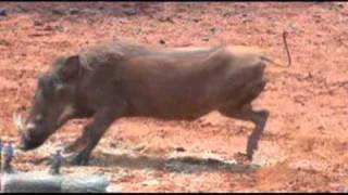 Motsomi Safaris South Africa Bow Hunting Warthog Hagedorn [upl. by Yrojram]