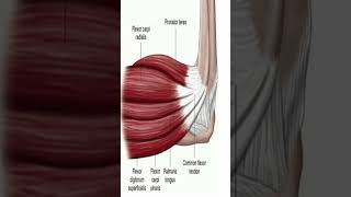 Anatomy Anterior Forearm Muscles shorts [upl. by Innes408]