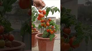 This is How We Grow Cherry Tomatoes shorts trending [upl. by Nosirrah928]