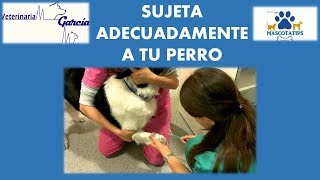 APRENDE A SUJETAR A UN PERRITO QUE SE MUEVE MUCHO PARA SU VACUNA [upl. by Ennyrb]