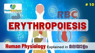 Ep10  RBC  Erythropoiesis  Malayalam [upl. by Eastlake]