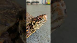 I Like Turtles 5 turtle shorts youtubeshorts viralvideo fyp trending motivation ytshorts [upl. by Strohbehn445]