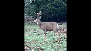 Blacktailed Deer Oregon [upl. by Neesay]