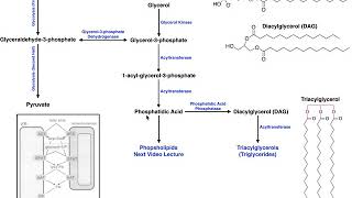 Lipid Biosynthesis  Biosynthesis of Phosphatidic Acid and Triacylglycerols [upl. by Shalne]