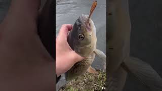 An interesting few days chasing salmon on the River Wye [upl. by Asinla]