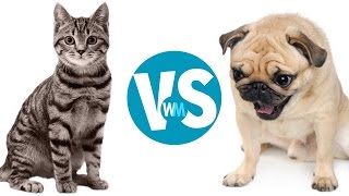 Cats Vs Dogs Which Makes a Better Pet [upl. by Butcher]