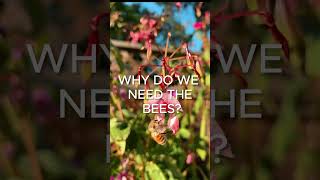 NEW BLOG Why do we need bees in the garden shorts gardening allotment garden [upl. by Leirrad448]