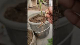 Removing phyllanthas niruri from My GardenA StepbyStep Guide short ytshorts viral shorts [upl. by Mattox]