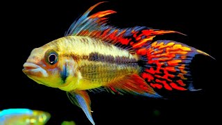 Top 5 Centerpiece Fish for your small to medium sized Community Aquarium [upl. by Rellim]