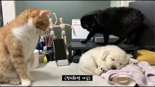 보호소에서 태어난 막내 리트리버 올리를 소개합니다  유기견 입양 labrador retriever puppy [upl. by O'Shee]